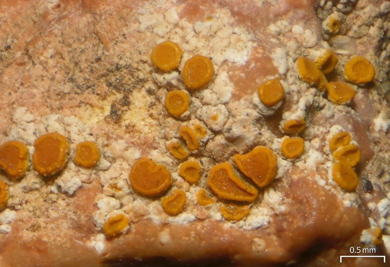 Caloplaca crenulatella