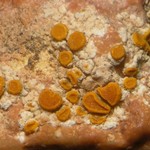 Caloplaca crenulatella