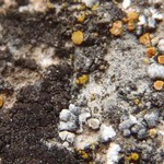 Caloplaca crenulatella