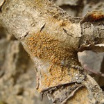 Caloplaca crenulatella