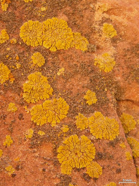 Caloplaca decipiens