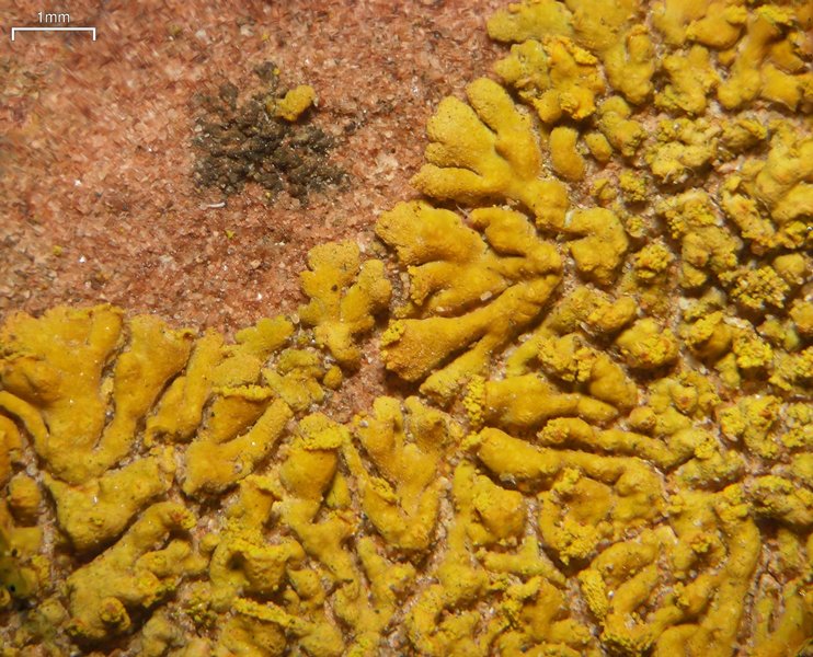 Caloplaca decipiens