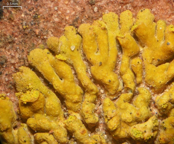 Caloplaca decipiens