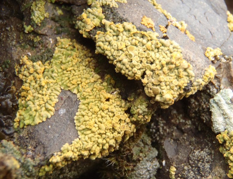 Caloplaca decipiens