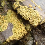 Caloplaca decipiens