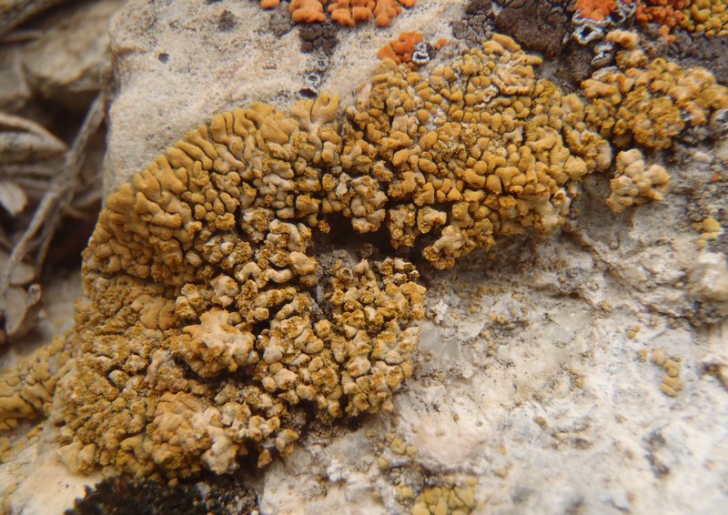 Caloplaca decipiens