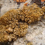 Caloplaca decipiens