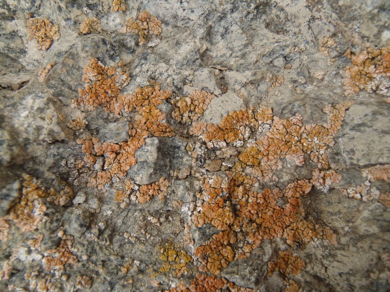 Caloplaca decipiens