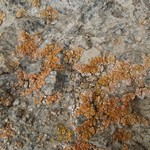 Caloplaca decipiens
