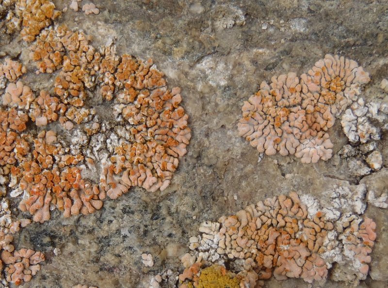Caloplaca decipiens