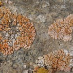 Caloplaca decipiens