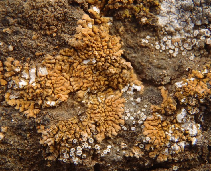 Caloplaca decipiens