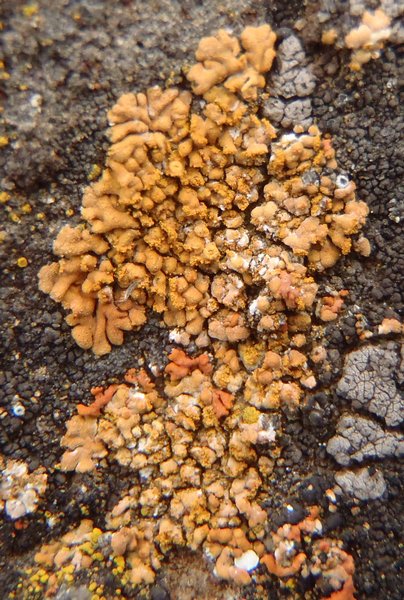Caloplaca decipiens