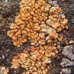 Caloplaca decipiens