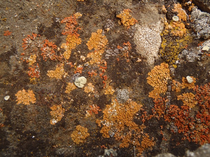Caloplaca decipiens