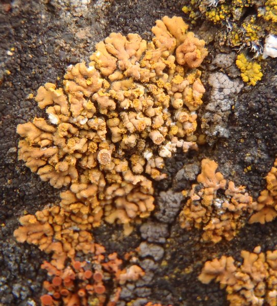 Caloplaca decipiens