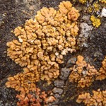Caloplaca decipiens