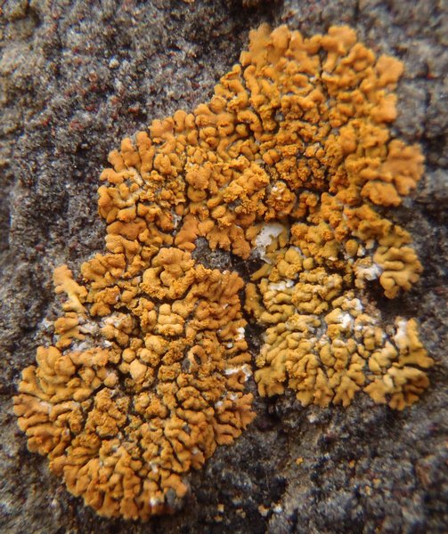 Caloplaca decipiens