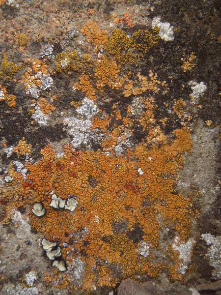Caloplaca decipiens
