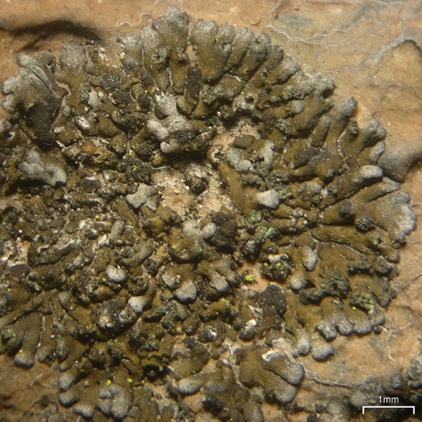 Caloplaca demissa