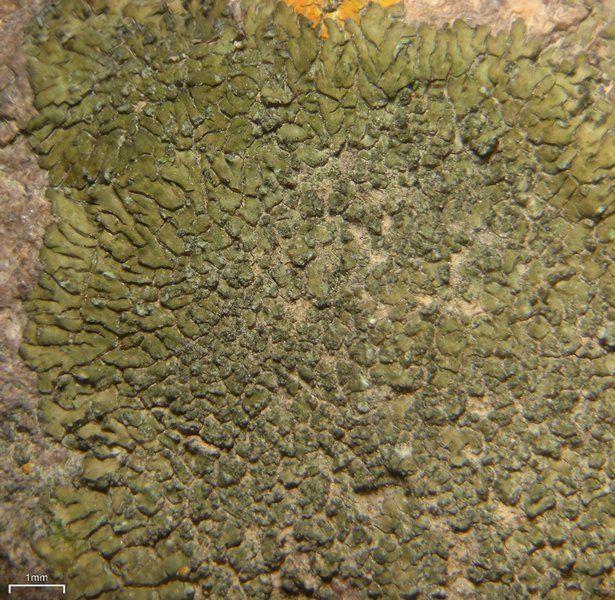 Caloplaca demissa