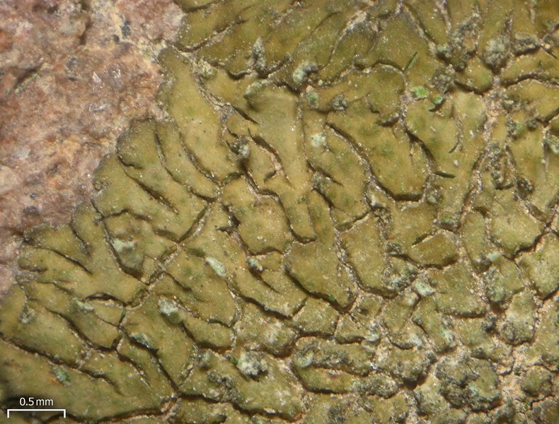 Caloplaca demissa