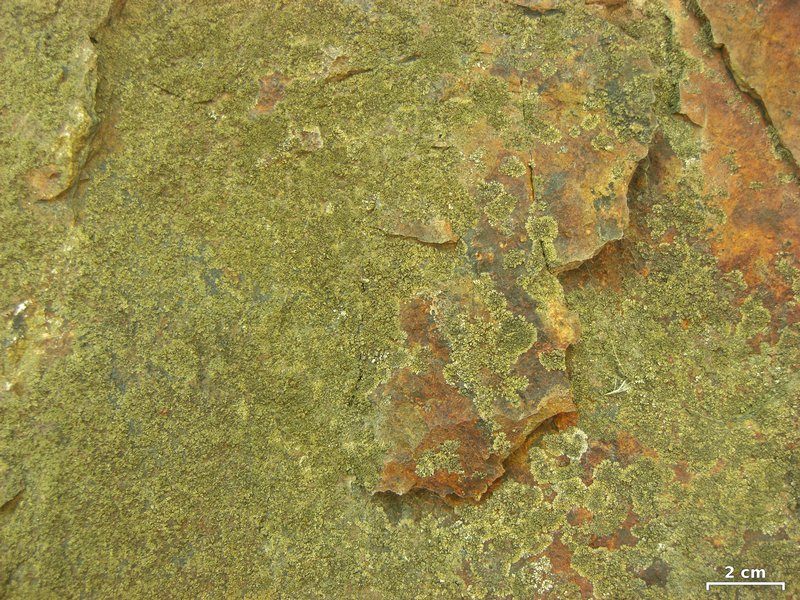 Caloplaca demissa