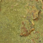 Caloplaca demissa