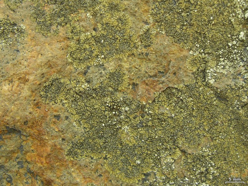 Caloplaca demissa