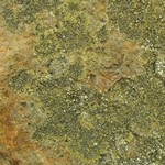 Caloplaca demissa