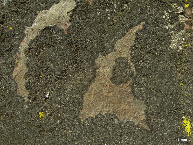 Caloplaca demissa