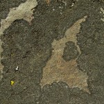 Caloplaca demissa