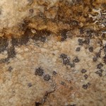 Caloplaca demissa