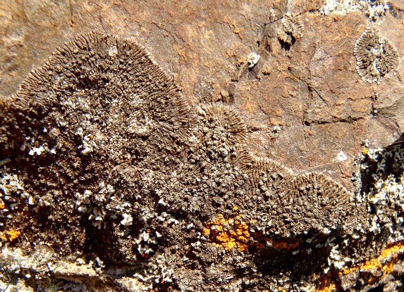 Caloplaca demissa