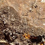 Caloplaca demissa