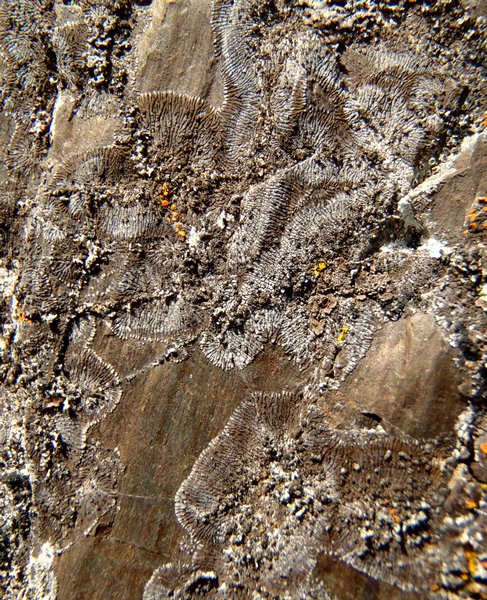 Caloplaca demissa