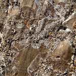 Caloplaca demissa