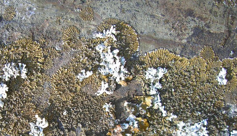 Caloplaca demissa