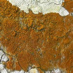 Caloplaca epiphora