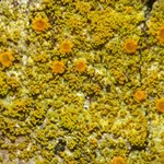 Caloplaca epiphora