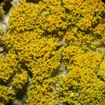 Caloplaca epiphora