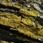 Caloplaca epiphora