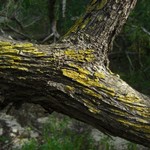 Caloplaca epiphora