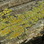 Caloplaca epiphora