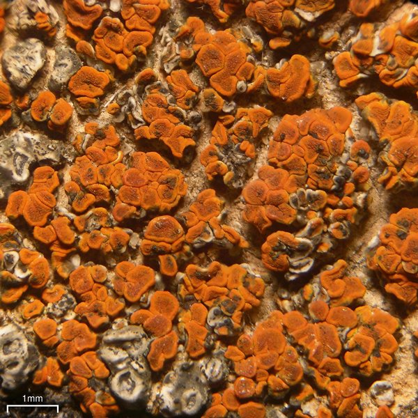 Caloplaca epithallina