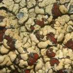 Caloplaca epithallina