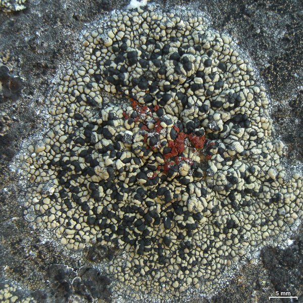 Caloplaca epithallina