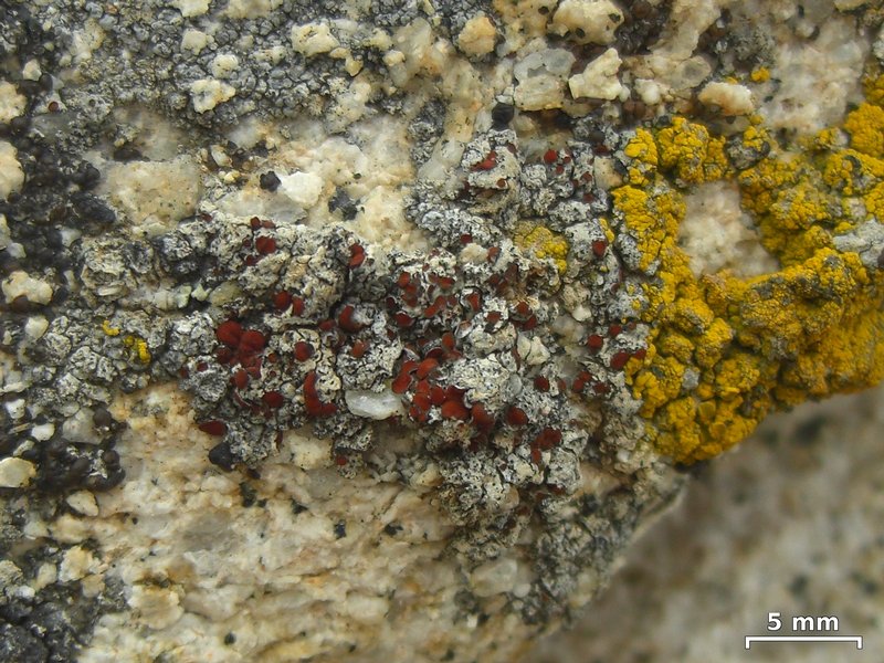 Caloplaca epithallina