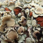 Caloplaca epithallina