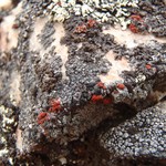 Caloplaca epithallina